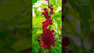 Red Currant fruit nature currant fruit plant youtube shorts viral [upl. by Leahcym]