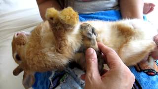 The Proper Way to Nurse Newborn Baby Rabbit Kits [upl. by Attener13]