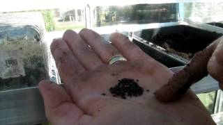 Sowing Perennial Flower seeds  Claires Allotment  Part 289 [upl. by Atnes]