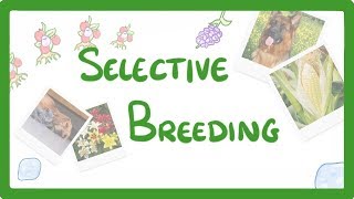 GCSE Biology  Selective Breeding 77 [upl. by Retsof]