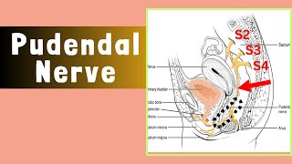 Pudendal Nerve  Anatomy course and branches of the pudendal nerve [upl. by Eelesor268]