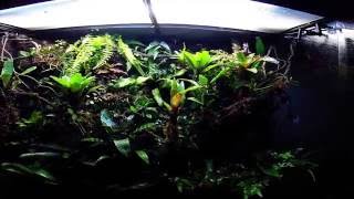 Paludarium amp Vivarium update [upl. by Latsyrd]