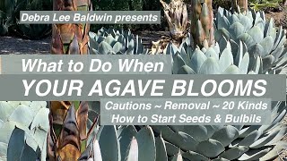 When Your Agave Blooms Cautions Removal 20 Kinds How to Start Seeds and Bulbils [upl. by Ahsele]