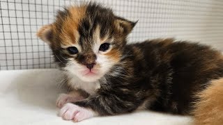 2 Weeks Old Maine Coon Kittens [upl. by Anilas183]