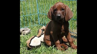 Spunky little REDBONE COONHOUND is last female available in the litter [upl. by Irwin152]