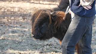 Petting and Brushing Ten Month Old Laird  McCallie Highland Coos [upl. by Haram]