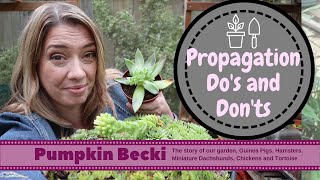 Propagating Dos and Donts for Succulents and Sempervivum [upl. by Margot240]