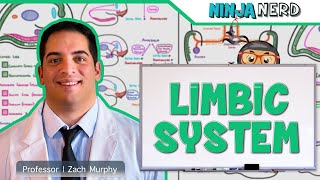 Neurology  Limbic System Anatomy amp Function [upl. by Kcolttam]