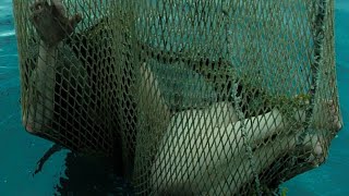 A Fisherman Catches A Beautiful Mermaid In A Net [upl. by Ellenrahc525]