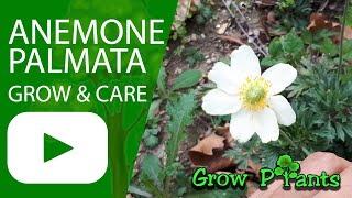 Anemone palmata  grow amp care Yellow anemone [upl. by Coffey]