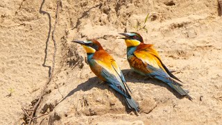 Biätare  European Beeeater  Maglarps skjutbana  4k [upl. by Hatnamas570]