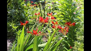 Crocosmia Lucifer ll My Garden Flowers ll 火星花 ll 537 [upl. by Asemaj]