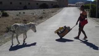 A white donkey following us on Asinara island Ein weißer Esel auf der Insel Asinara verfolgt uns [upl. by Htiel]