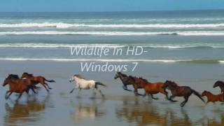 Wildlife In HD Windows 7 Sample Video [upl. by Essilrahc]