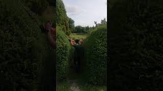 trimming yew hedge stihl [upl. by Elia]