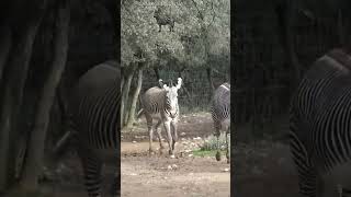 CRI du ZEBRE🦓 ZOO de MONTPELLIER [upl. by Yllim]