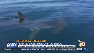 Shark bumped mans kayak in La Jolla [upl. by Erlina752]