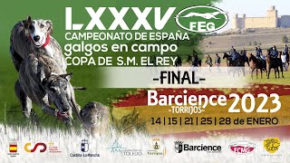 FINAL quot LXXXV CTO DE ESPAÑA DE GALGOS EN CAMPO quot [upl. by Newcomer40]