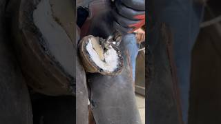 Removing horseshoe ASMR horse shorts farrier [upl. by Cryan493]