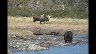 RECORD BULL MOOSE Encounters GRIZZLY enormous alaska trophy moose brown bears [upl. by Norrat374]