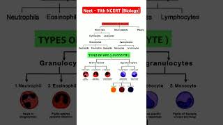 body fluid and circulation wbc lymphocytes monocytes neutrophils basophil eosino rbc platelets heart [upl. by Erinn]