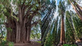 oldest and tallest trees in world [upl. by Nessaj491]