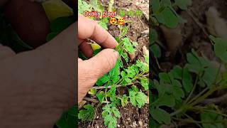 Oxalis plant ☘️🍀☘️🍀🥰😍nature plants gardening shorts short youtubeshorts virlalshorts [upl. by Prissy151]