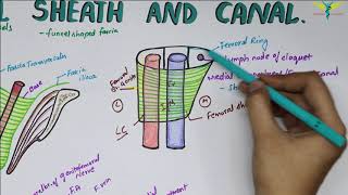 Femoral Sheath And Femoral Canal  Contents  Boundaries  Relations [upl. by Arayk]