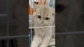 2 month old kitten cat desperately meowing [upl. by Emorej]