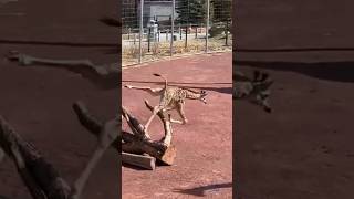 Baby Giraffe Trips and Falls on Face shorts [upl. by Haisi]