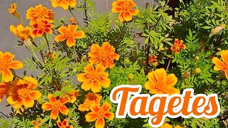 Como cultivar Tagetes [upl. by Eppesiug]