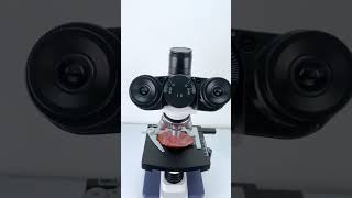 Ham magnified 400X is seriously awesomeunderthemicroscope science microscope [upl. by Maloney327]