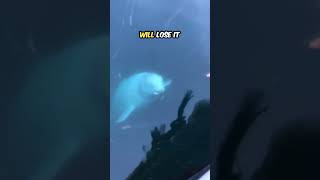 The dolphin helped her to retrieve her phone heartwarming kindness funny [upl. by Nevar]