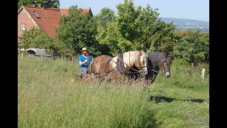 Working horses in Germany [upl. by Neyu]