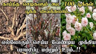 How to get lots of flowers in rose plant  important fertilizer and maintenance in tamil [upl. by Acinelav]