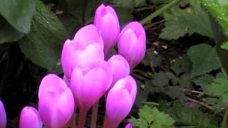 Poisonous Plants 121 Colchicum autumnale autumn crocus [upl. by Leval]