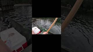 Crappie Fishing No Net Needed [upl. by Hathaway409]