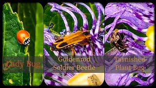 Goldenrod Soldier Beetle  Ladybug  Tarnished Plant Bug shorts insects bytesizeambs [upl. by Rizika721]