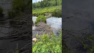 Beaver’s Pond and Dam beavers beaverlake beaverdam [upl. by Trilby694]