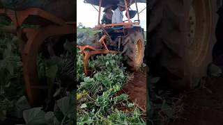 Closeup of farmers harvesting sweet potatoes at the farm 🍠🥔 harvest potatoes [upl. by Odnalref779]