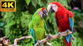 Our Planet  Macaw Parrots 4K  Relaxing Music With Colorful Birds In The Rainforest [upl. by Aerdnat384]