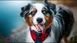 FUNNIEST AUSTRALIAN SHEPHERD VIDEOSbest dog compilationfunny animal world2018 [upl. by Laspisa]