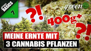 WIEVIEL GRAMM ich mit 3 CANNABIS PFLANZEN ERNTEN konnte   GreenBasics 7  HomeGrow Basic [upl. by Zoba]