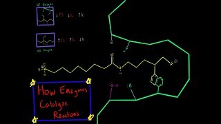 Chymotrypsin Enzyme Mechanism Serine Protease Covalent Catalysis Biochemistry Made Simple [upl. by Epp]