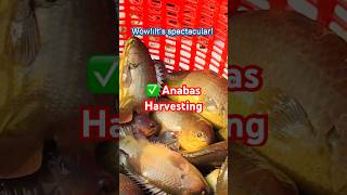 🎉 Farmers harvesting Anabas Fish in Southeast Dong Nai Vietnam AquaSustain ​⁠giathuysan [upl. by Arehs341]