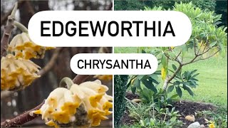 Edgeworthia Chrysantha Plant Review [upl. by Emile]