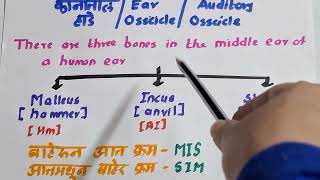 PYQ Series on Science Part 2Ear OssiclesAuditory Ossicles कानातील हाडे Ekakshi MPSC [upl. by Tymes]