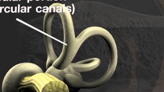 Anatomy of the Human Ear [upl. by Nylhsa]