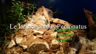 Le Leiocephalus Personatus [upl. by Blaire]