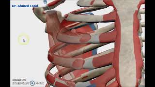 Pectoral Musclessuperficial muscles of thorax3D Dr Ahmed Farid [upl. by Cinimmod]